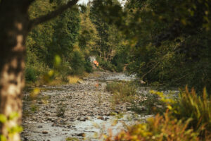 a family of deer cross the river at Snohomish county waterfront wedding venue River Valley Oasis
