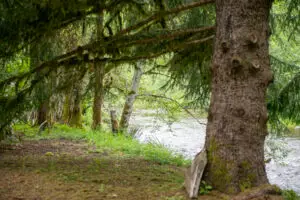 Riverside photo spot along the Pilchuck River at River Valley Oasis